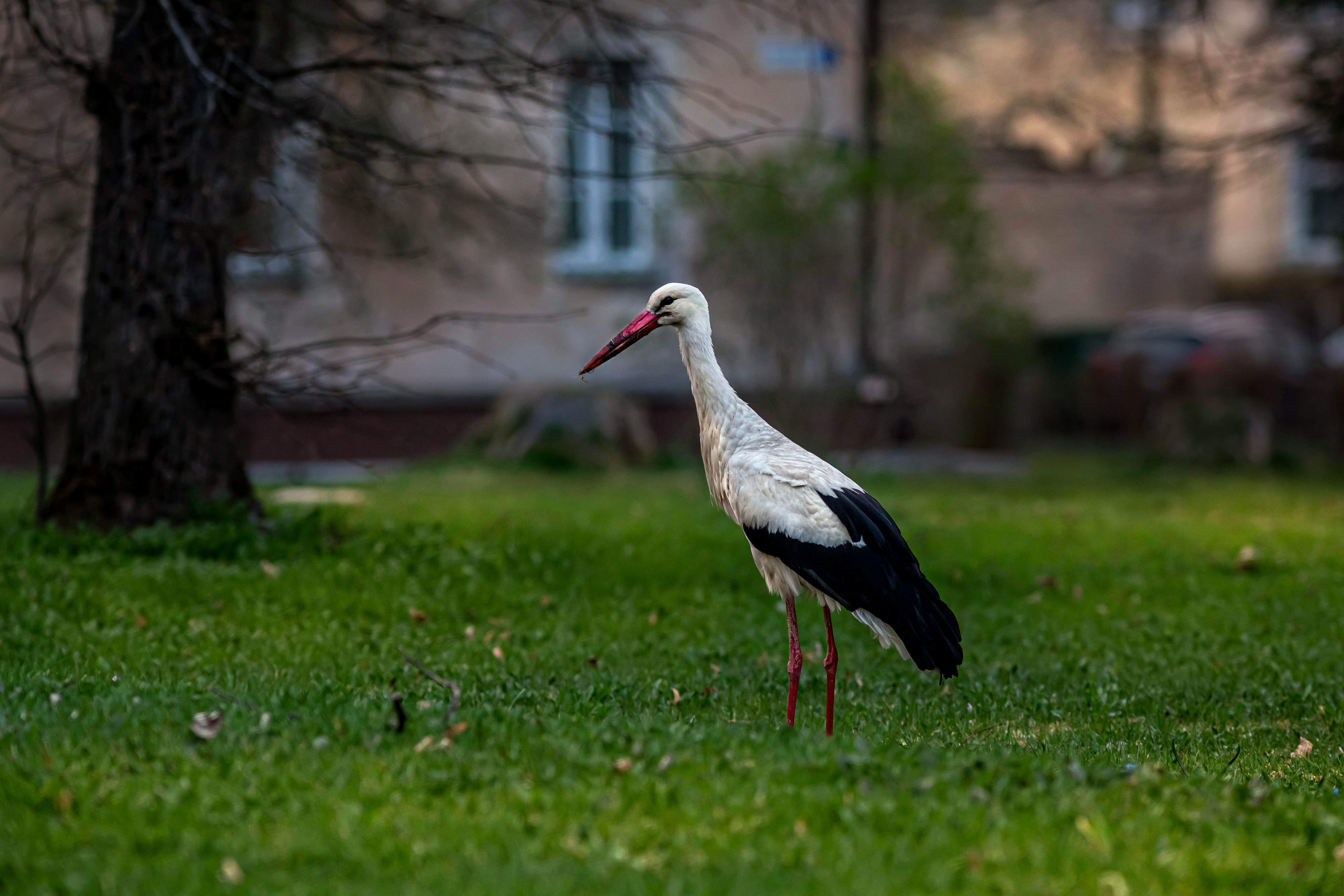 white stork on green grass field during daytime